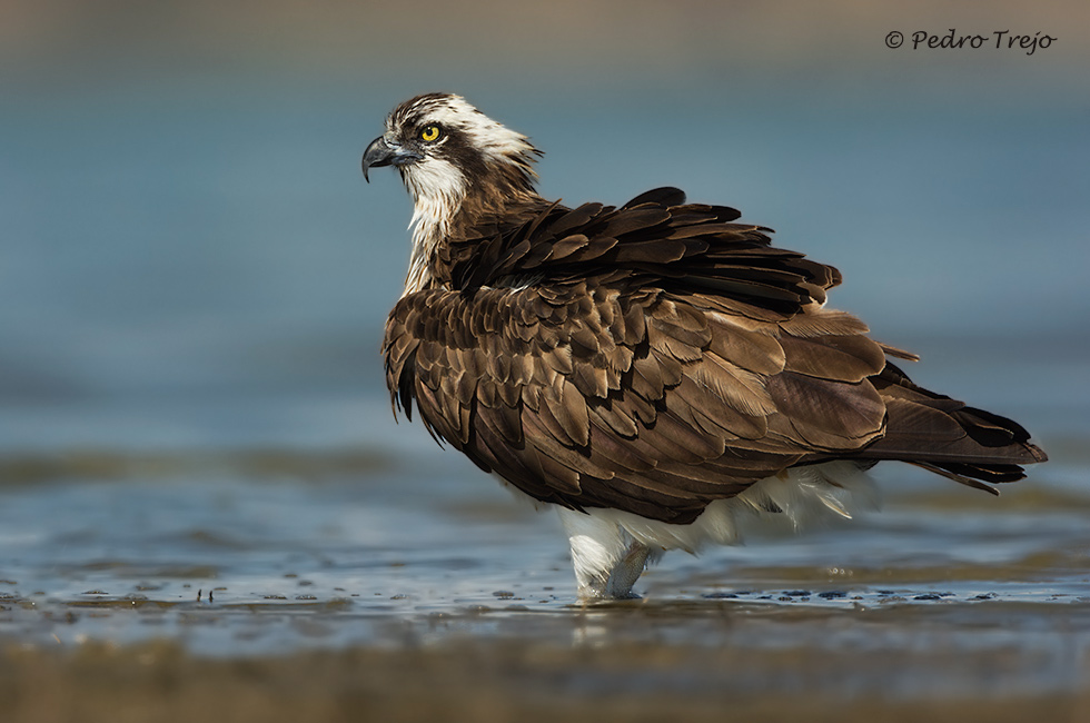 Aguila pescadora (Pandion haliaetus)